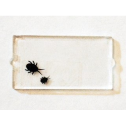 Glass for Window 1 x 2 x 3 with 2 Black Insects Pattern (Sticker) - Set 75904