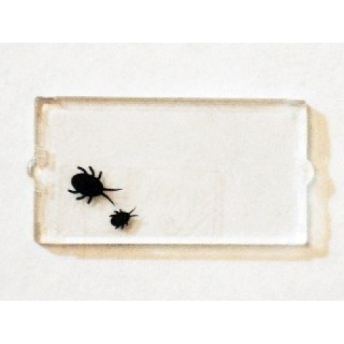 Деталь LEGO 60602pb05 Glass for Window 1 x 2 x 3 with 2 Black Insects Pattern (Sticker) - Set 75904